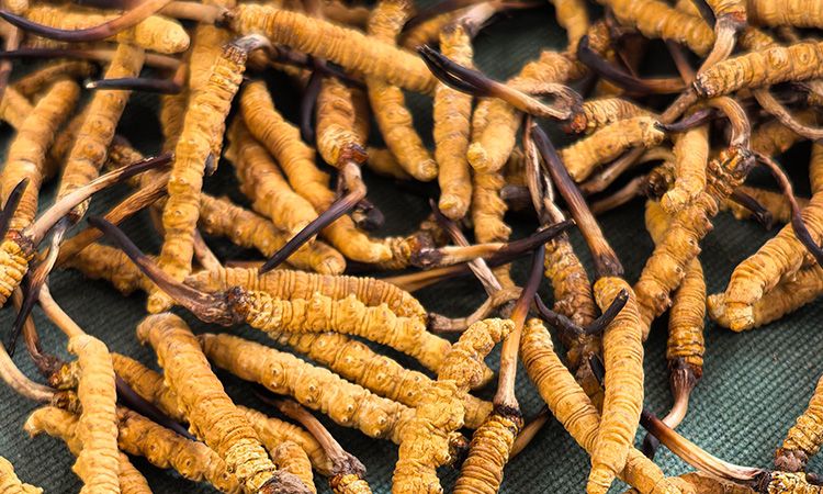 2025 冬蟲(chóng)夏草市場(chǎng)行情