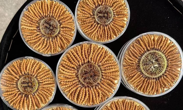 蟲草從產(chǎn)地到市場的價(jià)值密碼