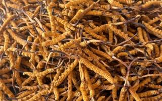 冬蟲夏草專業(yè)存放指南：這樣存，品質(zhì)不打折