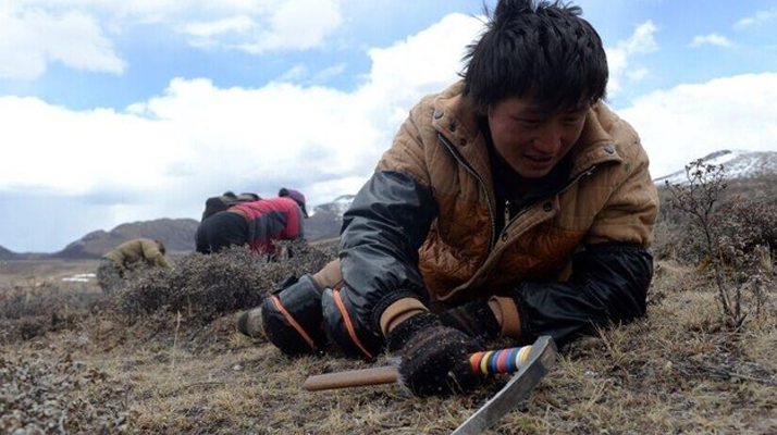 那曲<a href=http://m.gdyuntian.com/sdph/wacr/ target=_blank class=infotextkey>挖草人</a>阿旺的蟲草采摘時間表 