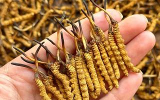 冬蟲夏草專家詳解：不同形態(tài)蟲草的保存方法與時限，避免營養(yǎng)白白流失