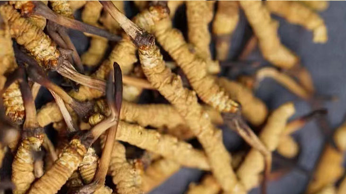 野生<a href=http://m.gdyuntian.com/jiage/ target=_blank class=infotextkey>冬蟲夏草多少錢</a>一斤 