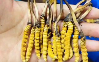 新鮮冬蟲夏草要吃幾次？一篇給普通人的實(shí)用指南
