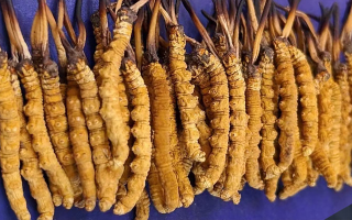 挖了三十年蟲草，這些采摘的苦，沒經(jīng)歷過的人真不懂