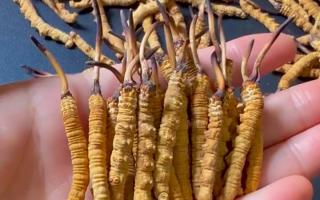 深耕蟲草 15 年：2025 年行情揭秘，高價(jià)背后藏著這些門道