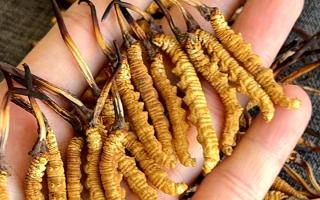 冬蟲夏草含水量：多少才合適？