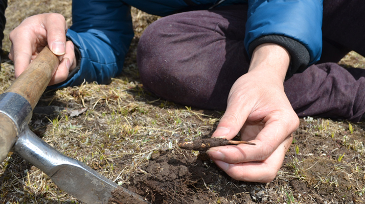  那曲冬蟲夏草的市場(chǎng)供需與季節(jié)周期是如何影響其交易價(jià)格的？