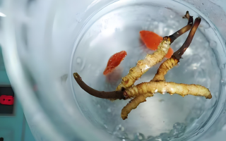 冬蟲夏草與藏紅花搭配飲用的功效 配比與注意事項(xiàng)