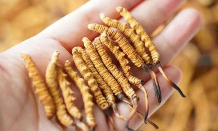 東強(qiáng)堂科普:3克冬蟲(chóng)夏草是幾根