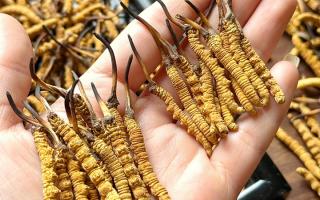 東強(qiáng)堂科普：雪山冬蟲夏草無“葉”！那曲珍品的草頭形態(tài)藏著品質(zhì)密碼