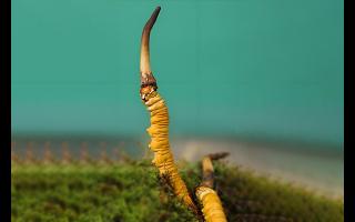  雪山冬蟲夏草的生長(zhǎng)周期是多久？