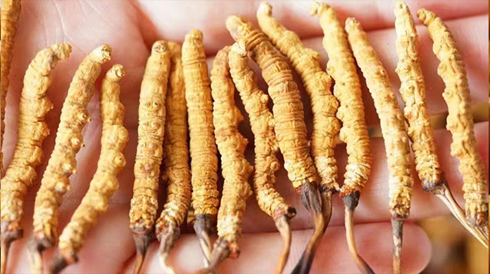 四歲寶寶能吃冬蟲夏草